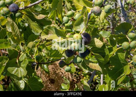 Fichi maturi viola scuro e immaturi verdi che crescono sui rami del fico con fronde verdi rigogliose al sole Foto Stock