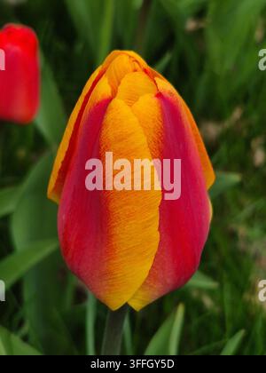Bucco di tulipano arancione e rosso in primo piano Foto Stock