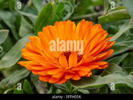 Fiore di calendula arancione vibrante in fiore, primo piano con sfondo di foglie verdi, ingrediente vegetale naturale per tè alle erbe e cosmetici Foto Stock