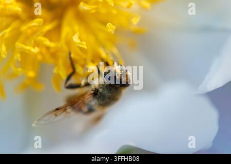 Ape che impollina un dente di leone. Una fotografia in primo piano che cattura un'ape impegnata ad andare alla ricerca su un fiore di dente di leone giallo brillante. L'immagine evidenzia Foto Stock