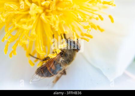 Insetto su Fiore - Fotografia Macro  Un primo piano di una mosca volubile (probabilmente una mosca tabanide) posata su un fiore giallo acceso, con petali bianchi Foto Stock