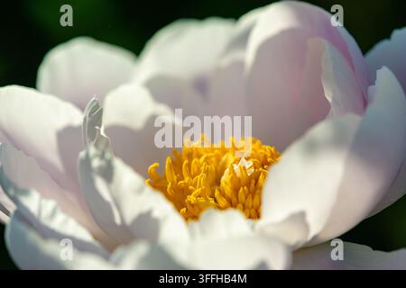 Peony Beauty, Dettaglio floreale  Una straordinaria fotografia in primo piano che mostra la bellezza intricata di un fiore di peonia bianco. I petali sono delicatamente stratificati Foto Stock