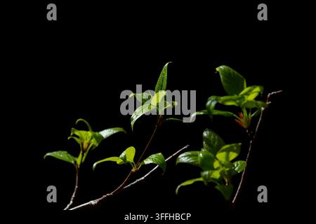 Fresche foglie primaverili  Fotografia in primo piano di giovani foglie verde vivace che emergono da un ramo delicato su uno sfondo nero netto. L'immagine hi Foto Stock