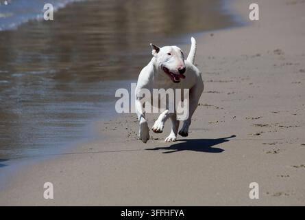 Cane adulto Bull terrier che corre sulla spiaggia vicino al bordo dell'acqua Foto Stock