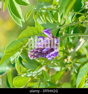 Glicinia americana (Wisteria frutescens 'Longwood Purple', Wisteria frutescens Longwood Purple), fioritura, cultivar Longwood Purple, Germania Foto Stock