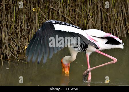 Ciconia bianca (Mycteria leucocephala) in cerca di cibo in uno stagno umido a Sungei Buloh a Singapore Foto Stock