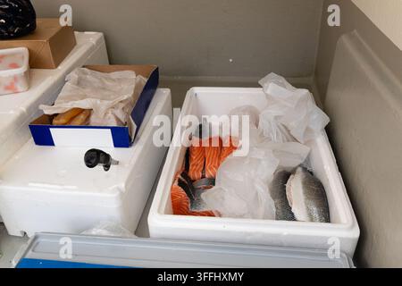 Bistecche di salmone tagliate con la pelle, conservate su ghiaccio tritato in una scatola termica aperta in polistirolo accanto a porzioni di pesce intero, all'interno di una pescheria mobile refrigerata Foto Stock