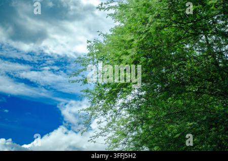 Chioma rigogliosa di alberi con foglie vibranti contro un cielo azzurro e nuvole bianche drammatiche. Sfondo di paesaggio tropicale naturale con atmosfera fresca all'aperto Foto Stock