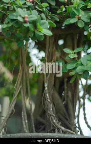 Primo piano di un bonsai banyan con radici aeree pendenti e foglie verdi in ambiente naturale. Foto Stock