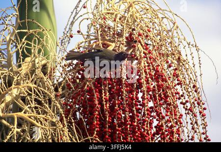 UCCELLO FIGO ADULTO (SPHECOTHERES VIRIDIS) IN CERCA DI BACCHE DI PALMA DI COCOS (SYAGRUS ROMANZOFFIANA) NEL QUEENSLAND, AUSTRALIA. Foto Stock