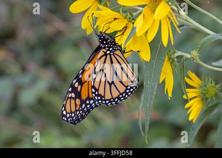 Una farfalla monarca (Danaus Plexippus) che si nutre di girasoli a denti di sega nella contea di Lee, Iowa Foto Stock
