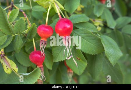 Bacche di rosa rosse brillanti appese tra foglie di rosa verdi strutturate. Foto Stock