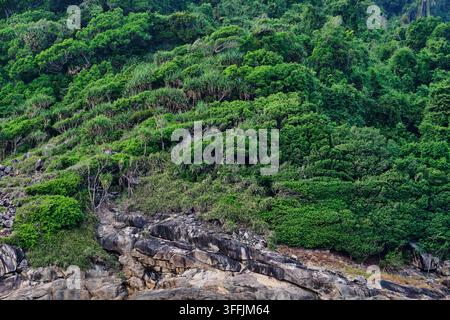 alberi naturali che crescono su un pendio dell'isola rocciosa inclinata dal vento Foto Stock