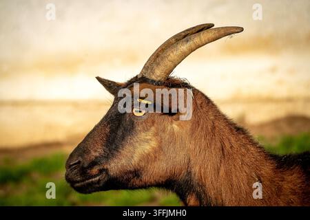 Una capra domestica marrone (Capra aegagrus hircus) con corna lunghe e curve e un’etichetta gialla all’orecchio è illuminata dalla calda luce del sole dell’ora dorata. Foto Stock
