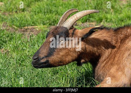 Una capra domestica marrone (Capra aegagrus hircus) con corna striate e una maschera facciale nera riposa in erba verde illuminata dal sole. Foto Stock