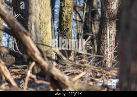 Il cervo dalla coda bianca o cervo della Virginia (Odocoileus virginianus) al pascolo. Scena naturale della foresta statale del Wisconsin. Foto Stock