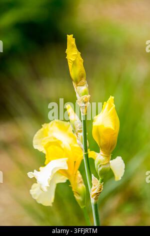 Fiori di giglio gialli. Primo piano di una pianta in fiore. Foto Stock