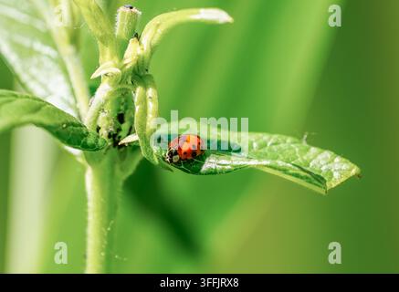 Coccinella su una foglia nella natura. Primo piano dell'insetto su sfondo verde. Foto Stock