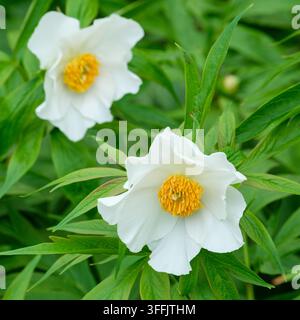 Paeonia emodi, peonia dell'Himalaya, peonia del Monte Emodus, fiori bianchi con evidenti anterie giallo-dorate in primavera; Foto Stock