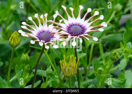 Osteospermum White Spoon, Margherita africana White Spoon, petali bianchi scanalati, centro blu-viola contrastante Foto Stock