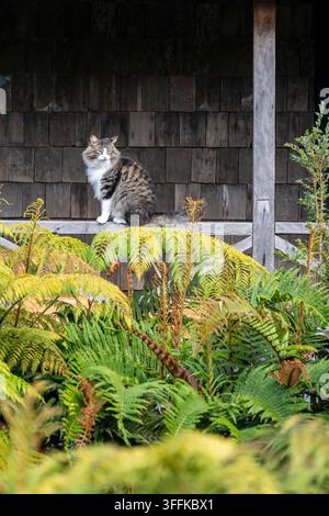Un gatto della foresta norvegese (Felis catus) seduto su una veranda, Los Lagos, Patagonia Verde, Cile Foto Stock