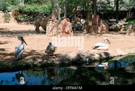 Tre pelicani stanno e si riposano vicino a uno stagno riflettente, con due rinoceronti visibili sullo sfondo sabbioso tra alberi e grandi rocce. Questa scena cattura d Foto Stock