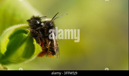 Fotografia macro di due api murarie cornate (Osmia cornuta) che riposano vicine su una pianta verde fresca. Foto Stock