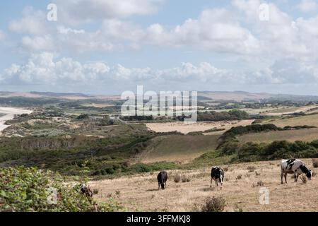 Mucche nere e bianche pascolano su un pascolo costiero arido che si affaccia su terreni agricoli ondulati e dune sotto grandi nuvole bianche estive. Cap Gris Nez, Pas de Calais Foto Stock