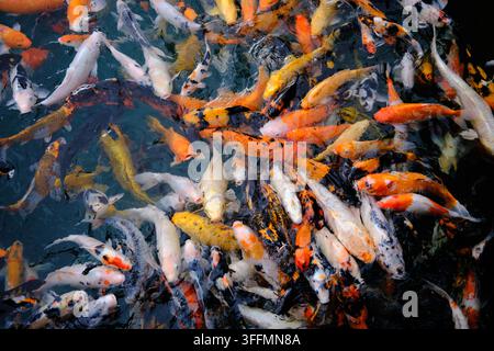 molti pesci koi colorati che nuotano su uno sfondo scuro Foto Stock