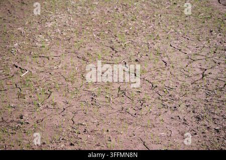 Scena di terreno secco, screpolato, sporco e arido con molti piccoli germogli verdi che germogliano ovunque Foto Stock