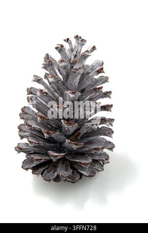 Pigna di pino dipinta argentata decorativa isolata su bianco Foto Stock