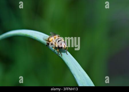 Fotografia macro in primo piano di una mosca imitatrice di ape (Syrphidae) appollaiata su una foglia verde curva con sfondo sfocato Foto Stock