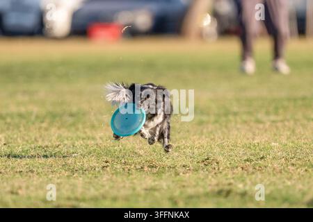 Cane Miniature American Shepherd nell'erba dopo aver appena afferrato un disco blu Foto Stock