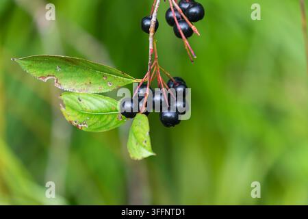 Le bacche nere lucide e le foglie verdi seghettate di un arbusto di Aronnia melanocarpa (Aronia melanocarpa) Foto Stock