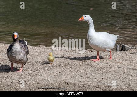Un piccolo anatroccolo si trova tra due oche adulte su una riva sabbiosa del lago, creando una scena incantevole di piumaggio e dimensioni contrastanti. Un adulto ha un grigio scuro Foto Stock