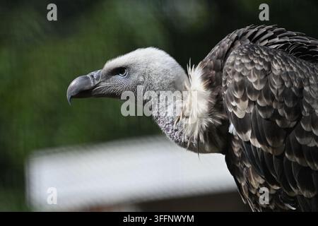 Prima piano del profilo di un avvoltoio di Rüppell Foto Stock