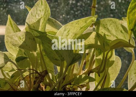 Un Pothos Marble Queen variegato (Epipremnum aureum), Foto Stock