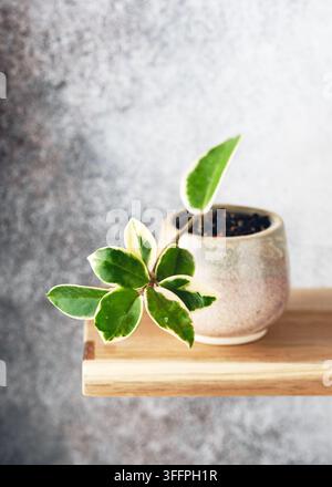 Piante di cera Hoya carnosa 'Krimson Queen' variegata con foglie verdi e bianche spesse. La pianta in vaso è posizionata su uno scaffale di legno rustico Foto Stock