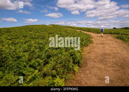 Una persona solitaria con uno zaino segue un sentiero sterrato che si snoda attraverso una fitta vegetazione di felci verdi in una giornata di sole Foto Stock