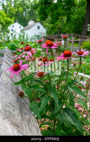 Giardino medicinale di erbe in un villaggio coloniale americano, echinacea con fiori a cono viola in primo piano, recinto di legno e fattoria coloniale in pietra sullo sfondo wit Foto Stock