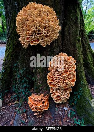 Grandi funghi cavolfiore (Sparassis crispa) che formano corpi fruttiferi caratteristici e increspati su un albero coperto di muschio in un parco ad Anversa, Belgio Foto Stock