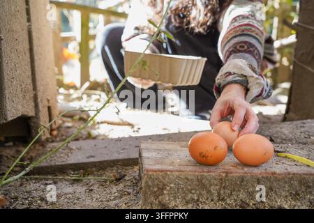 Una contadina raccoglie uova biologiche fresche da un pollaio in campagna, tenendo una confezione mentre seleziona le uova da un nido rustico in legno Foto Stock