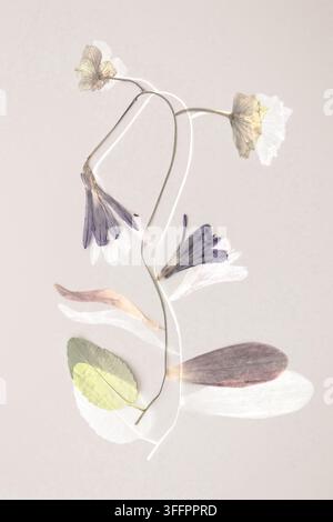 Delicato arrangiamento di fiori pressati con petali traslucidi, fiori viola, steli e foglie esposti su uno sfondo neutro morbido in una moderna bottiglia Foto Stock