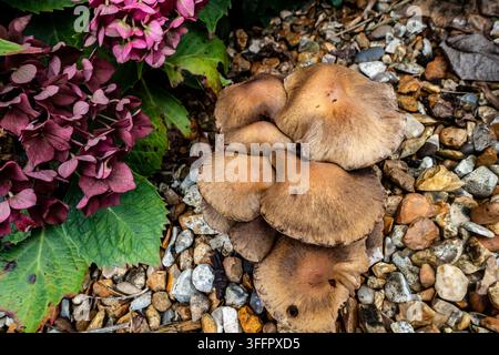 Gruppo di funghi marroni selvatici che crescono accanto a fiori di ortensia rosa su ghiaia da giardino a Dublino, Irlanda. Foto Stock