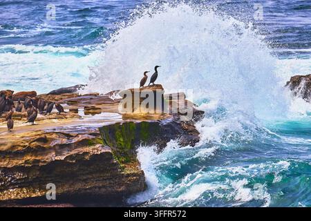 Uccelli marini si radunano sulla riva rocciosa della California mentre potenti onde dell'oceano si infrangono e schizzano a La Jolla. L'acqua blu vibrante e l'ambientazione dinamica della spiaggia Foto Stock