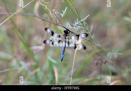 Libellula con ali traslucide a motivi bianchi e neri appollaiata su uno stelo sottile di pianta tra una vegetazione verde e soffice. Foto Stock