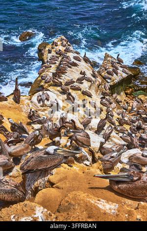 Colonia di pellicani che riposa sulle scogliere rocciose della spiaggia accanto alle onde dell'oceano in California Foto Stock