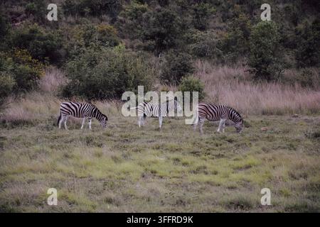 Tre zebre, due che si nutrono, nella natura selvaggia del Sudafrica Foto Stock