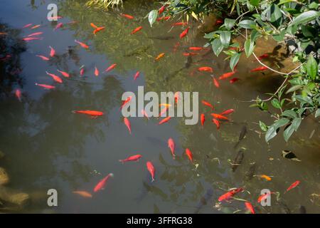 Scuola di pesci rossi rossi e arancioni che nuotano in uno stagno da giardino Foto Stock