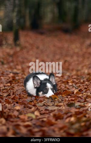 Un corgi bianco e nero si raggomitola strettamente su un letto di foglie nel bosco. I dintorni sono pieni di tronchi scuri e colori autunnali. Foto Stock